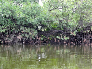 Mangroves and bird nests 