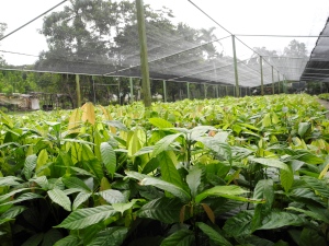 Cacao nursery near Cotui